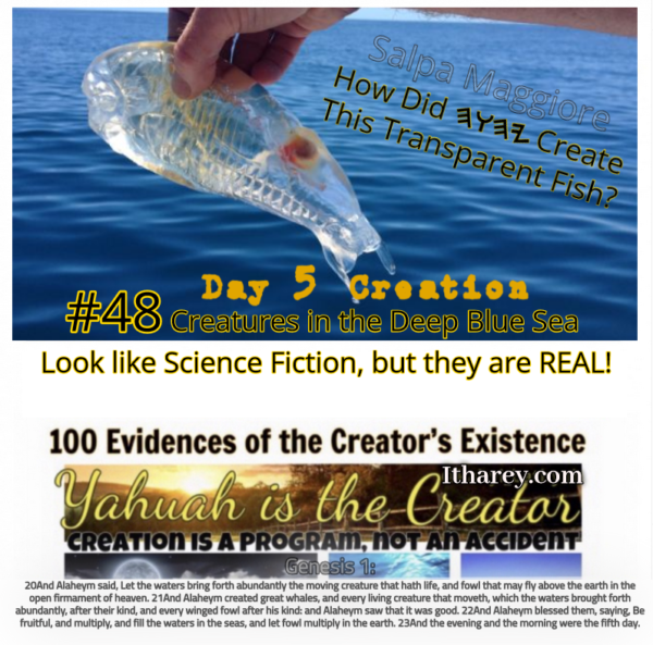 Evidence #48 - Proof Yahuah Exists - Look at the Creatures in the Ocean