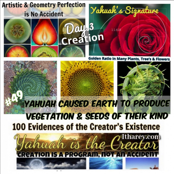 Evidence #49 Proof Yahuah Exists / He caused the Earth to Produce Vegetation with Artistic & Geometry & Mathematical Perfection